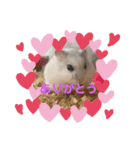 マメスタ(パールドワーフ)vol2（個別スタンプ：11）