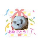 マメスタ(パールドワーフ)vol2（個別スタンプ：12）