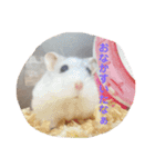 マメスタ(パールドワーフ)vol2（個別スタンプ：13）