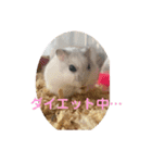 マメスタ(パールドワーフ)vol2（個別スタンプ：14）
