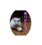マメスタ(パールドワーフ)vol2（個別スタンプ：15）