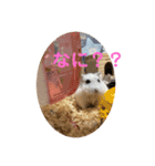 マメスタ(パールドワーフ)vol2（個別スタンプ：16）