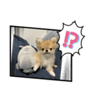 ポメチワのベイちゃん（個別スタンプ：5）