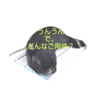 プチをさんとその仲間（個別スタンプ：6）