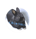 プチをさんとその仲間（個別スタンプ：13）
