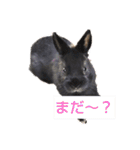 プチをさんとその仲間（個別スタンプ：23）