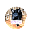 プチをさんとその仲間（個別スタンプ：34）