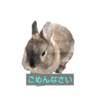 プチをさんとその仲間（個別スタンプ：37）