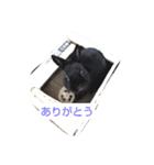 プチをさんとその仲間（個別スタンプ：39）