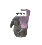 プチをさんとその仲間（個別スタンプ：40）