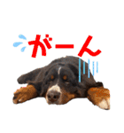 愉快な8282 Z＆G（個別スタンプ：24）