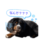愉快な8282 Z＆G（個別スタンプ：29）