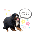 愉快な8282 Z＆G（個別スタンプ：40）