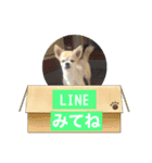 イザベラフォーンのベルのスタンプ（個別スタンプ：5）