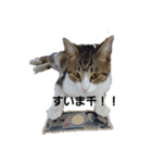 I Love 猫（個別スタンプ：2）