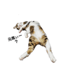 I Love 猫（個別スタンプ：4）