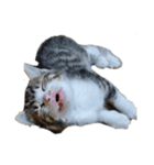 I Love 猫（個別スタンプ：6）