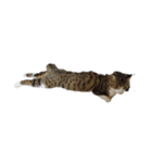 I Love 猫（個別スタンプ：8）