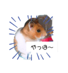 ハムスターのまり(2)（個別スタンプ：1）