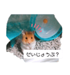 ハムスターのまり(2)（個別スタンプ：3）
