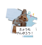 ハムスターのまり(2)（個別スタンプ：6）