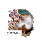 ハムスターのまり(2)（個別スタンプ：7）