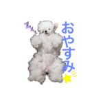 わんちゃん スタンプ（個別スタンプ：1）