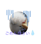 わんちゃん スタンプ（個別スタンプ：3）