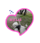 わんちゃん スタンプ（個別スタンプ：4）