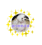 わんちゃん スタンプ（個別スタンプ：7）