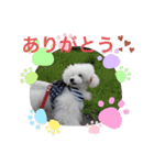 わんちゃん スタンプ（個別スタンプ：8）
