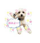 BIGリンちゃんスタンプ（個別スタンプ：1）