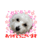 BIGリンちゃんスタンプ（個別スタンプ：4）