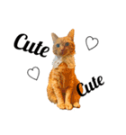 実写猫ばりかわいい（個別スタンプ：1）