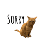 実写猫ばりかわいい（個別スタンプ：3）