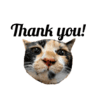実写猫ばりかわいい（個別スタンプ：5）