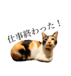 実写猫ばりかわいい（個別スタンプ：7）