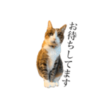 実写猫ばりかわいい（個別スタンプ：9）