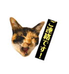 実写猫ばりかわいい（個別スタンプ：10）