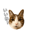 実写猫ばりかわいい（個別スタンプ：14）