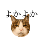 実写猫ばりかわいい（個別スタンプ：18）