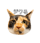 実写猫ばりかわいい（個別スタンプ：20）