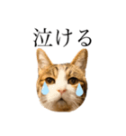 実写猫ばりかわいい（個別スタンプ：23）