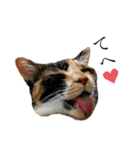 実写猫ばりかわいい（個別スタンプ：25）
