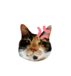 実写猫ばりかわいい（個別スタンプ：26）