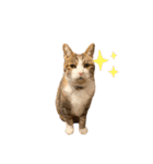 実写猫ばりかわいい（個別スタンプ：30）