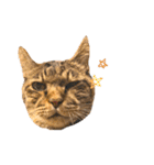 実写猫ばりかわいい（個別スタンプ：31）