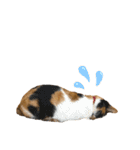 実写猫ばりかわいい（個別スタンプ：32）