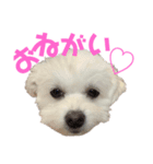 モカとララです。（個別スタンプ：5）