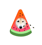 愛犬ちゃっぷくん！！（個別スタンプ：1）